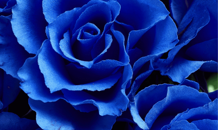 CoreTrack - A living spiral of consciousness growth