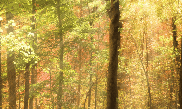 The Source - A field for consciousness expansion