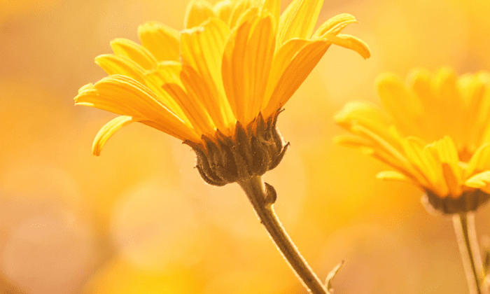 Self-Love | Remembering the Love you already are