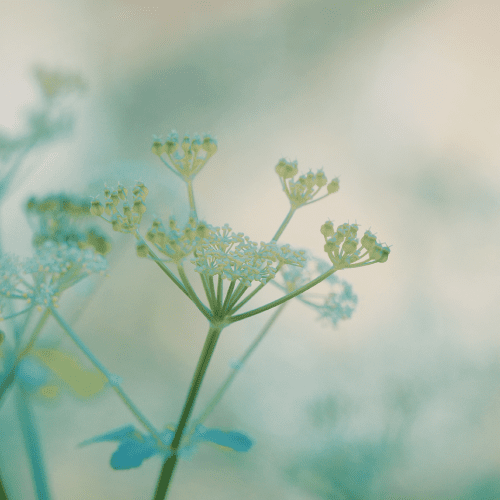 Creating Sacred Space | Focused Intention