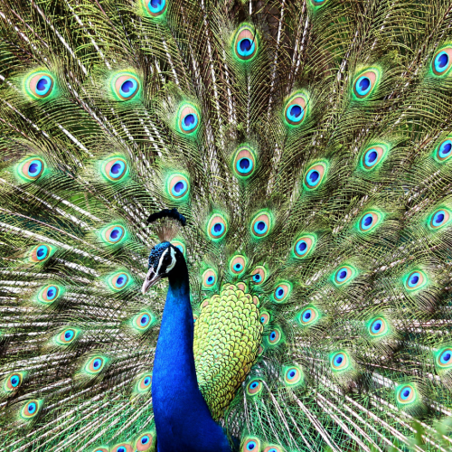 Connecting to Source | Meditation