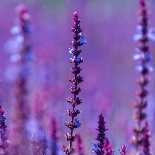 Van onbewust naar bewust creëren