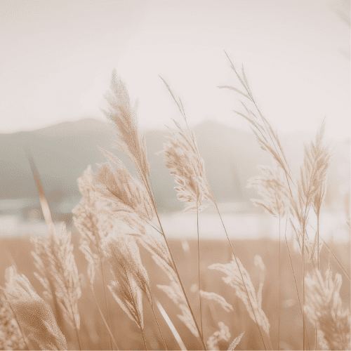 Meditation to experience your True Divine Essence as Love. This is the frequency that brings you back home.