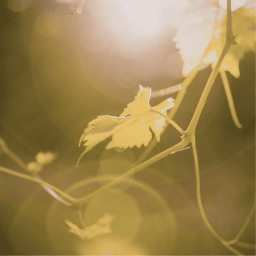 Your own path within the whole