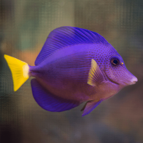 Creëren vanuit afstemming