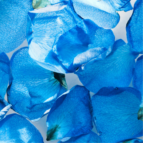 Meditatie om de steun van je Geestelijke Familie van de Bron en hun steun, altijd bij je en om je heen, te ervaren